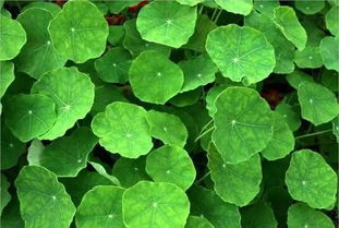 秦嵐直言“上鏡女星其實都不好看”，植物提取物揭示鏡頭下的審美扭曲